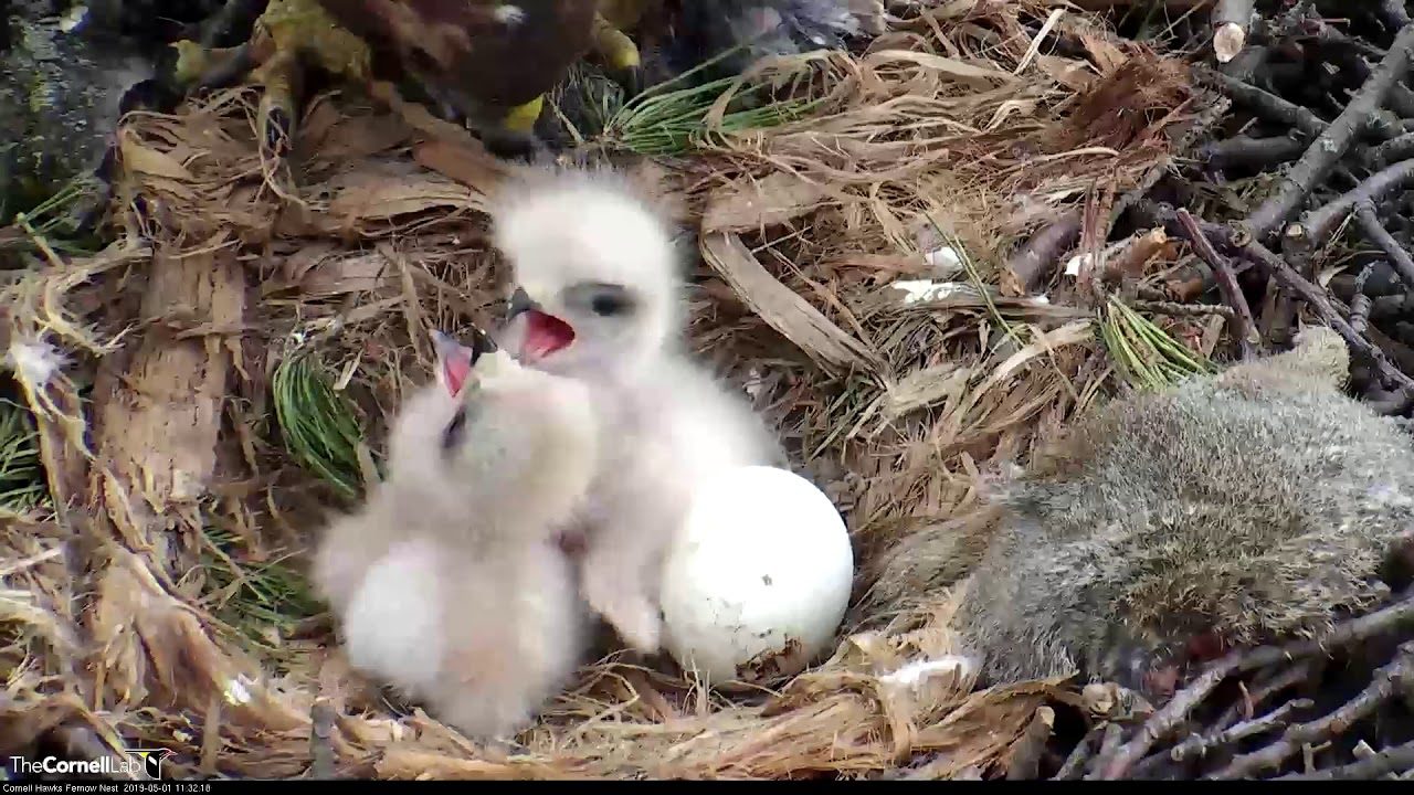 Second Red-tailed Hawk Chick "I2" Hatches Overnight