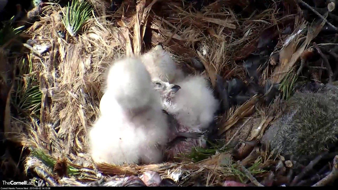 Third And Final Red-tailed Hawk Chick "I3" Hatches