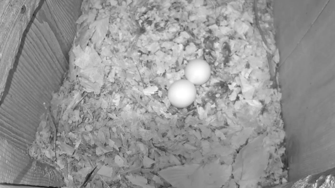 Second Egg Laid In Barred Owl Nest