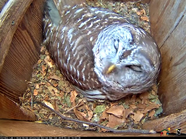 First Barred Owl Chick Hatches With Hoots To Boot