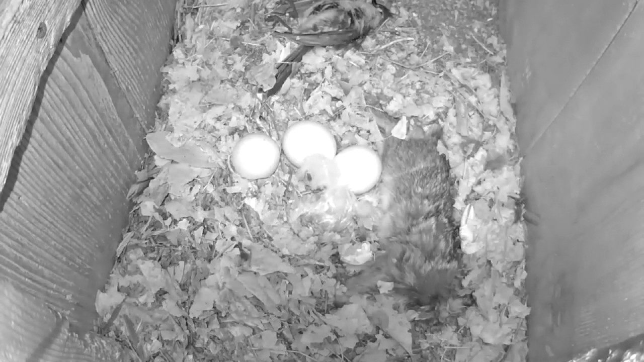 Egg #1 Hatches on Barred Owl Cam