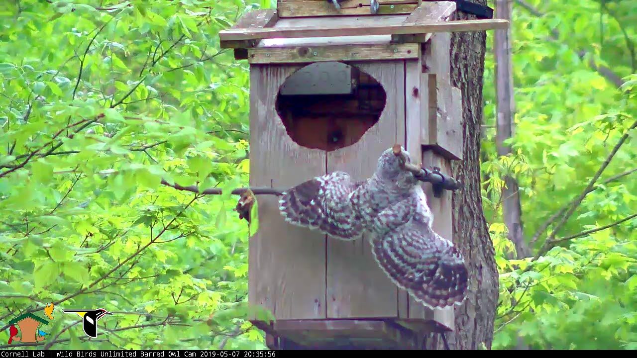 Youngest Owlet Accidentally Fledges From Nest Box