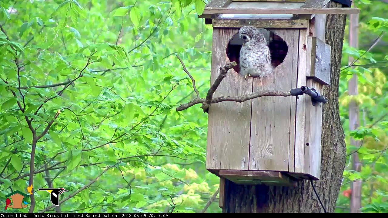 Second Owlet "Dickory" Fledges To Nearby Tree