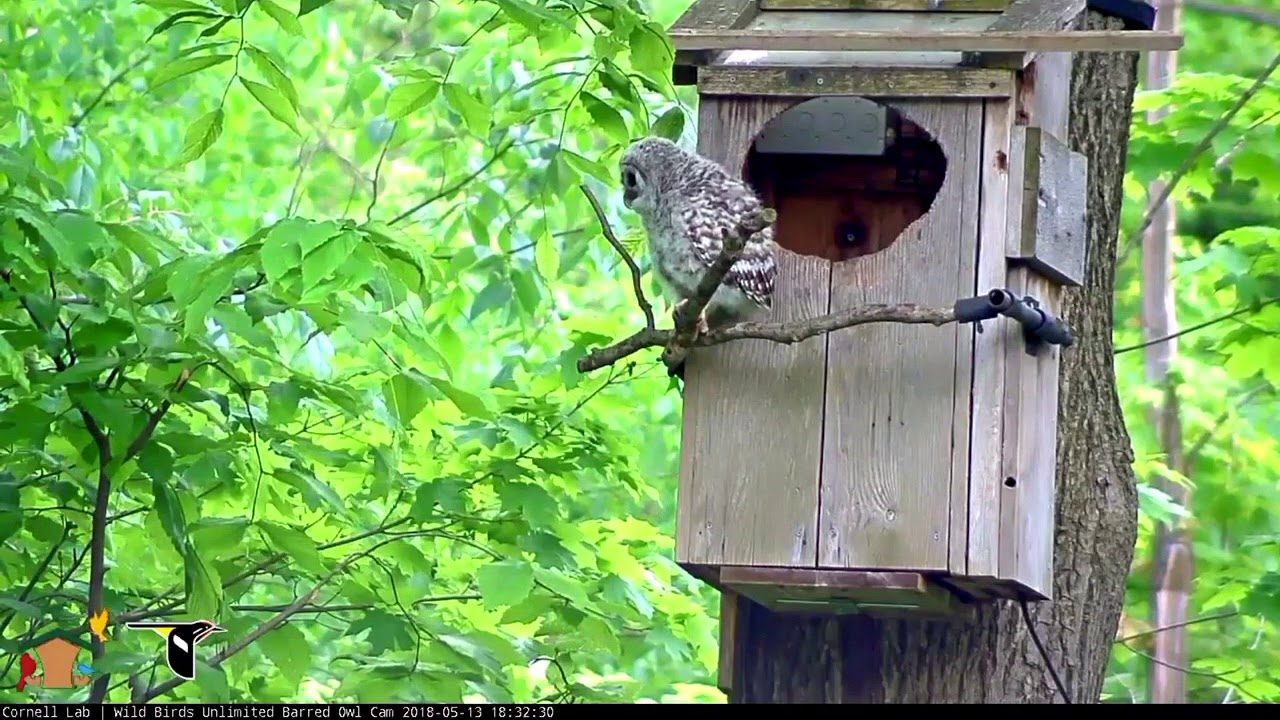 2018 Cam Season Ends With Youngest Owlet's Fledge