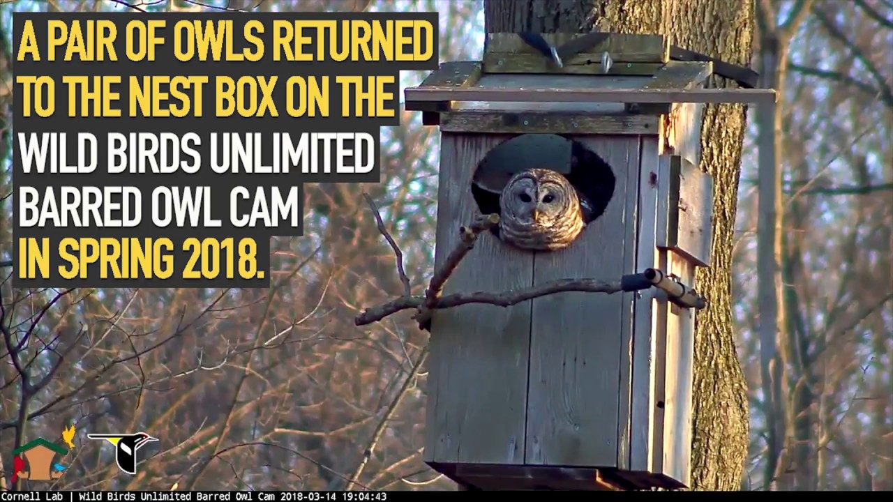 2018 WBU Barred Owl Cam Season Highlights