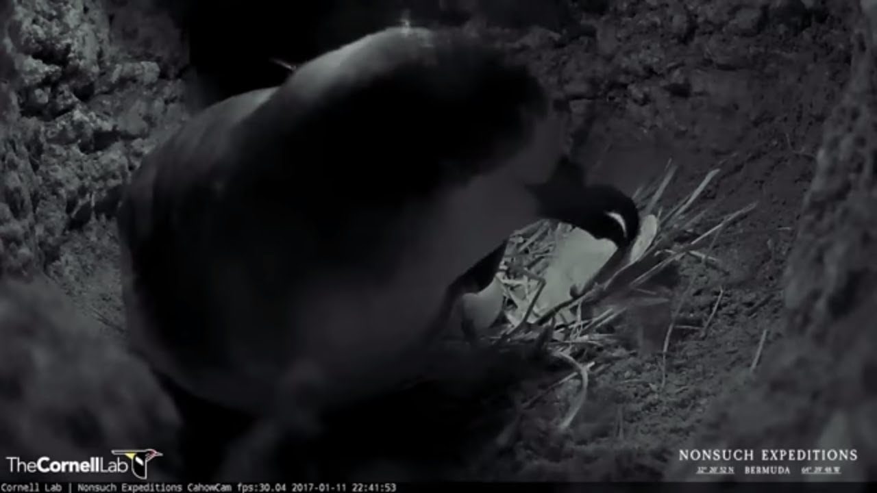 Female Petrel Returns To Lay Egg In Nesting Burrow