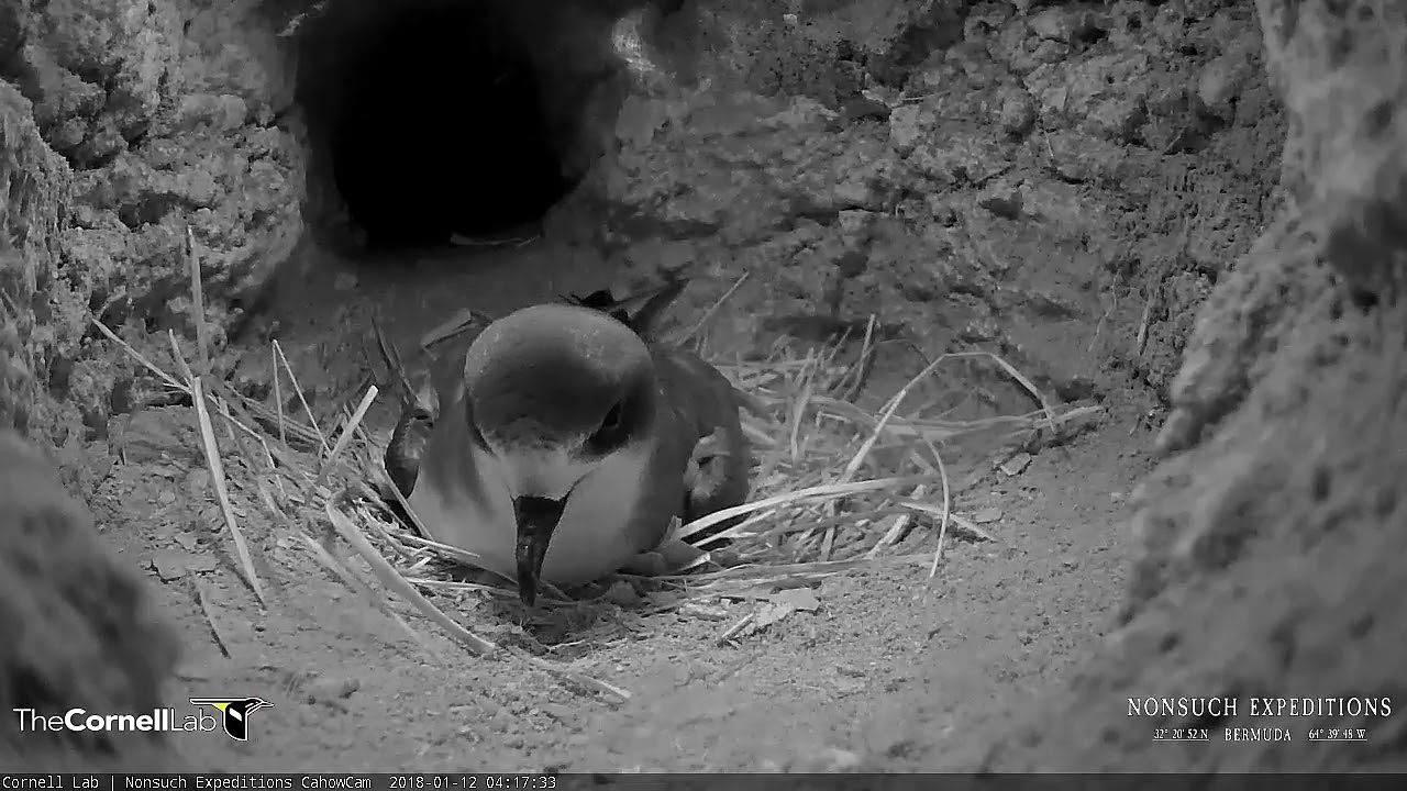 Bermuda Cahow Returns To Burrow And Lays An Egg