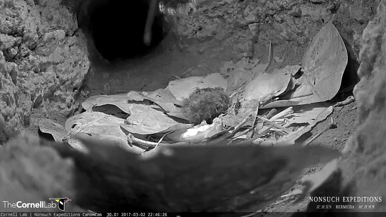Cahow Chick Hatches, First Solo Moments In The Burrow 
