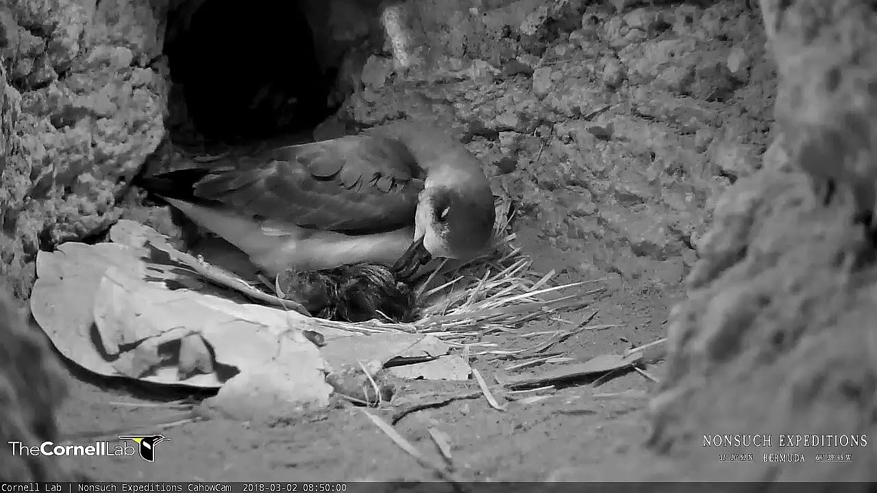 First Look At Cahow Chick After Hatch 