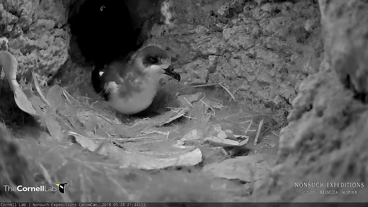 Cahow Chick's Last Visit To Nest Burrow Before Fledging