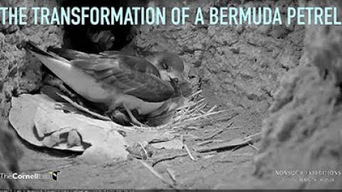 Watch The Transformation Of A Bermuda Petrel