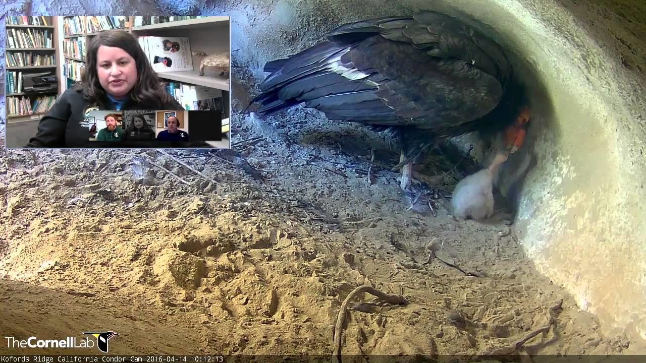 Live Q&A With Condor Biologists On Kofords Ridge Cam