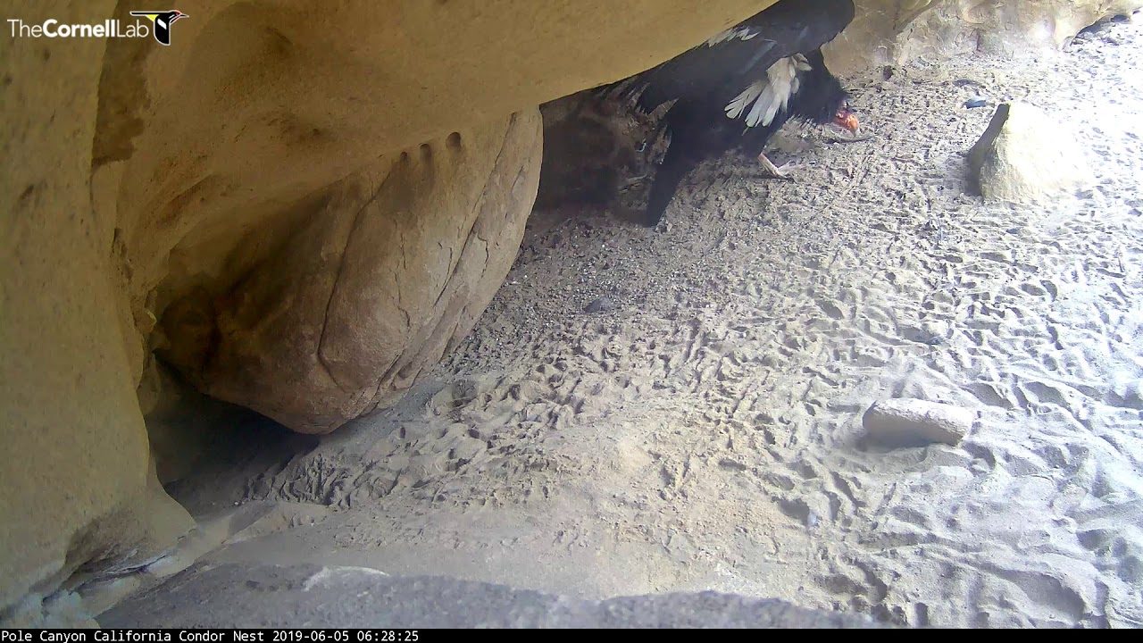 California Condor Cam Is Live From Pole Canyon