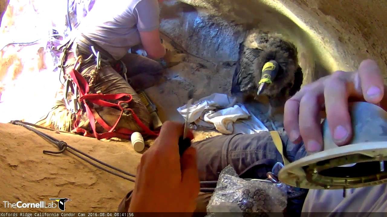 Condor Chick Receives 4-Month Health Check