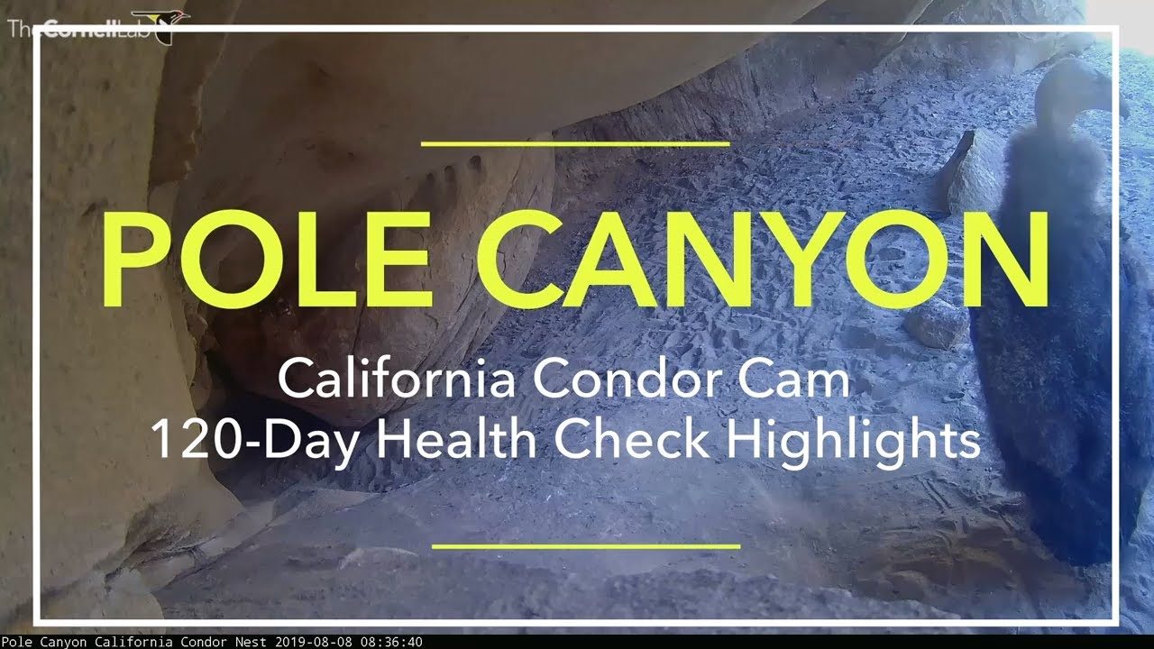 Pole Canyon California Condor 120-Day Health Check Highlights 