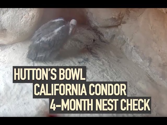 Hutton's Bowl Condor 4-Month Nest Entry Highlights