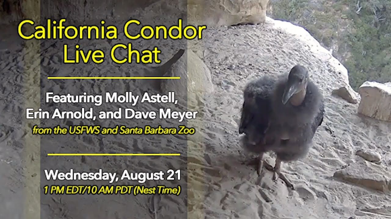 Q&A With Condor Biologists On The Condor Cam