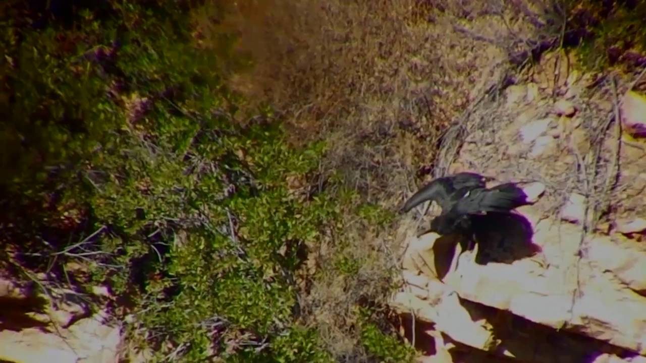 Condor Chick Fledges In Kofords Ridge