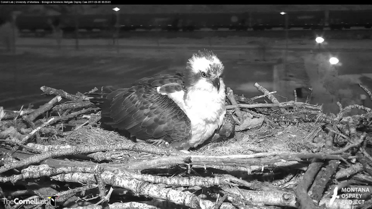 Iris Lays Egg #4 On Early Morning In Hellgate