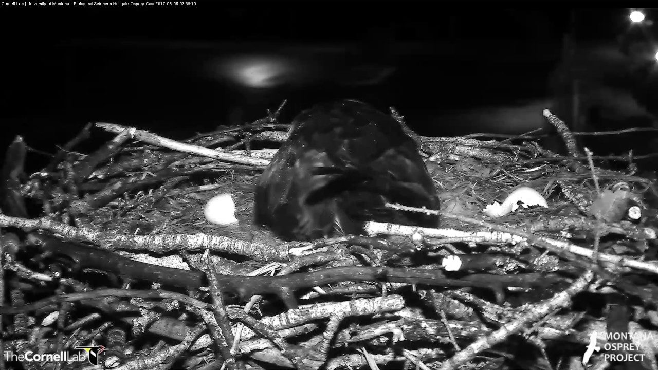 First Peek At Chick #2 After Early Morning Hatch