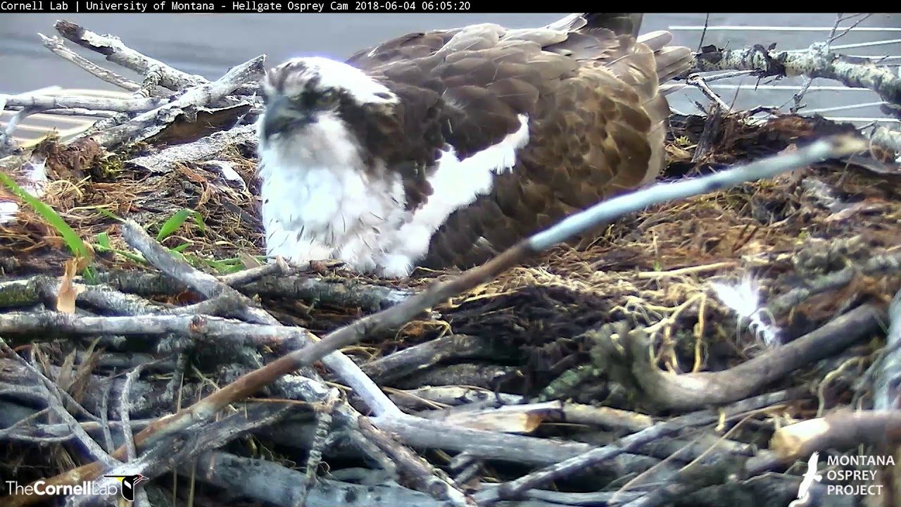 First Egg Hatches In Hellgate Canyon