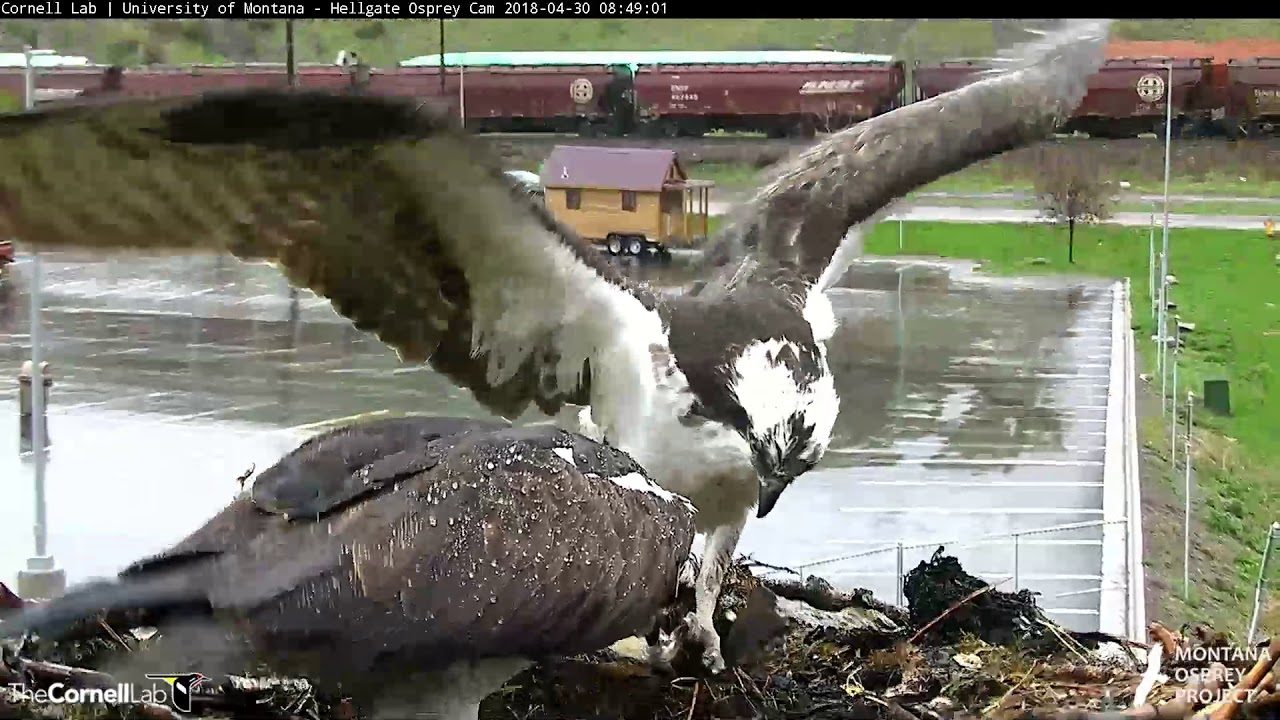 Ospreys Lay Second Egg In Hellgate Canyon