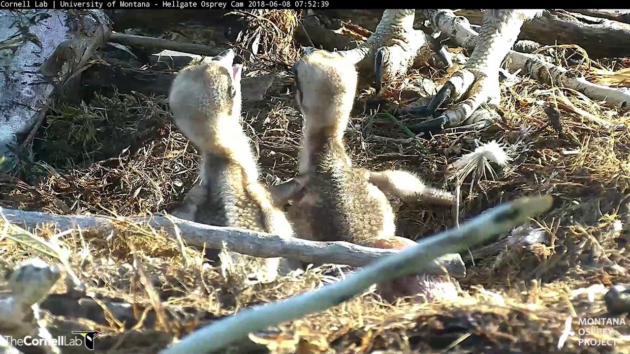 Third And Final Osprey Egg Hatches In Hellgate