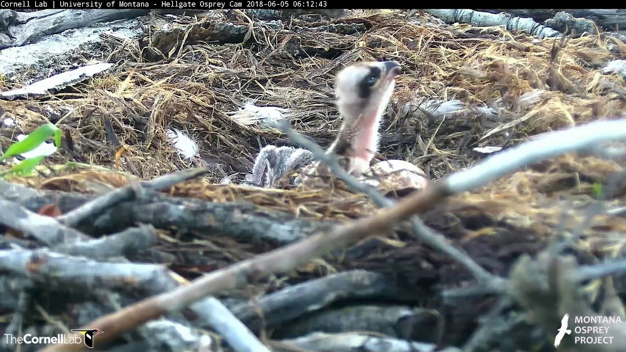 Two Chicks In the Hellgate Osprey Nest After Egg #2 Hatches