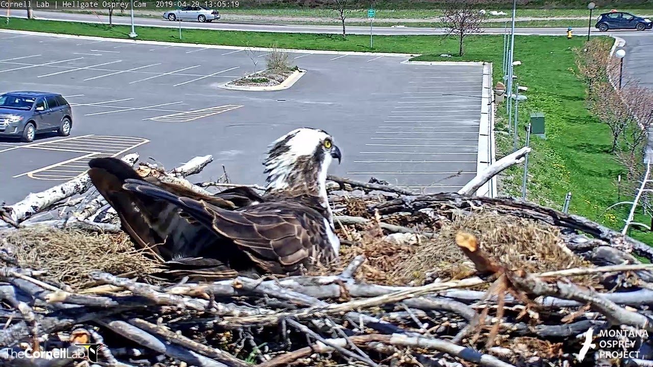 Male Osprey Louis Splits Time Between Two Nests