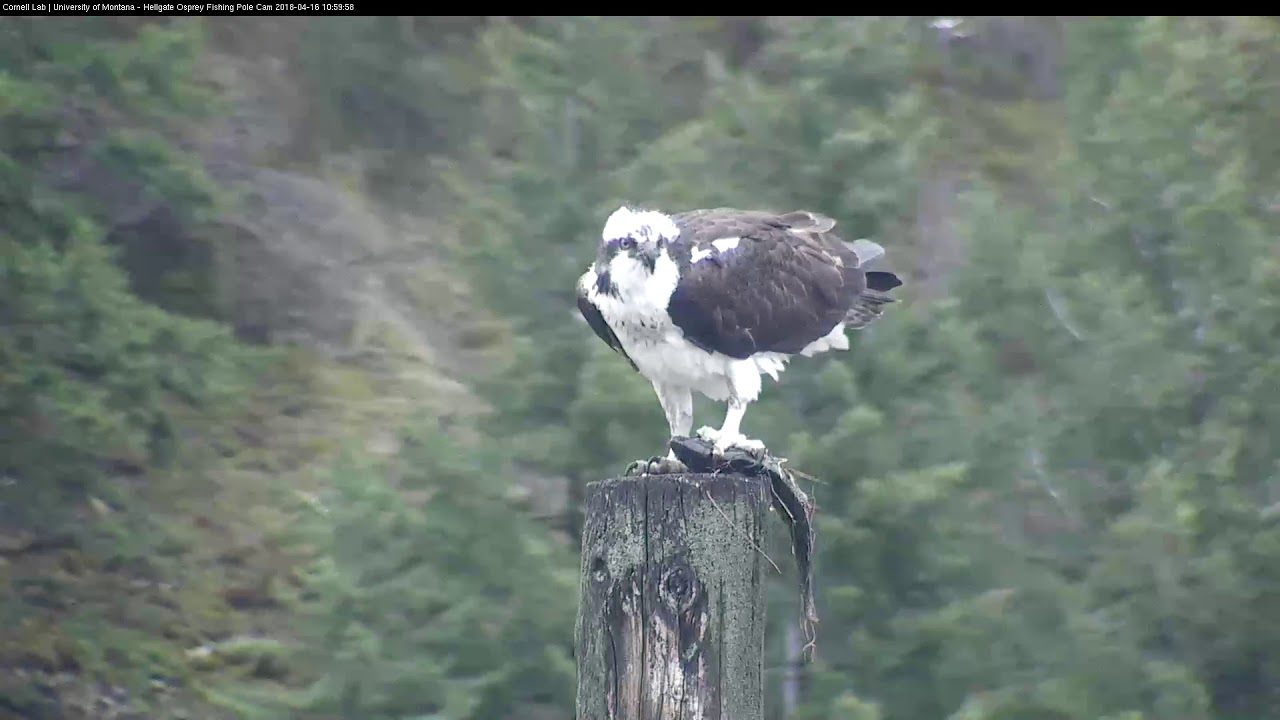 Hellgate Osprey Cam Introduces New "Owl Pole" View