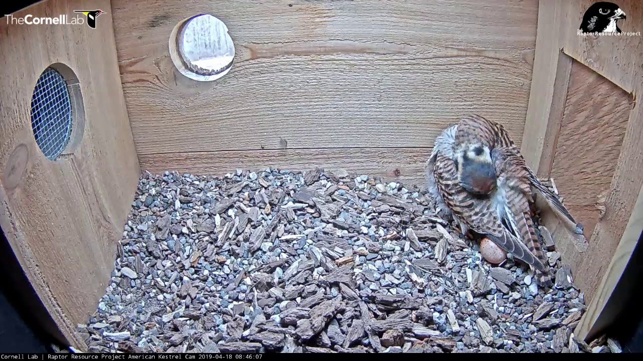Wisconsin Kestrel Cam Goes Live As Female Lays An Egg