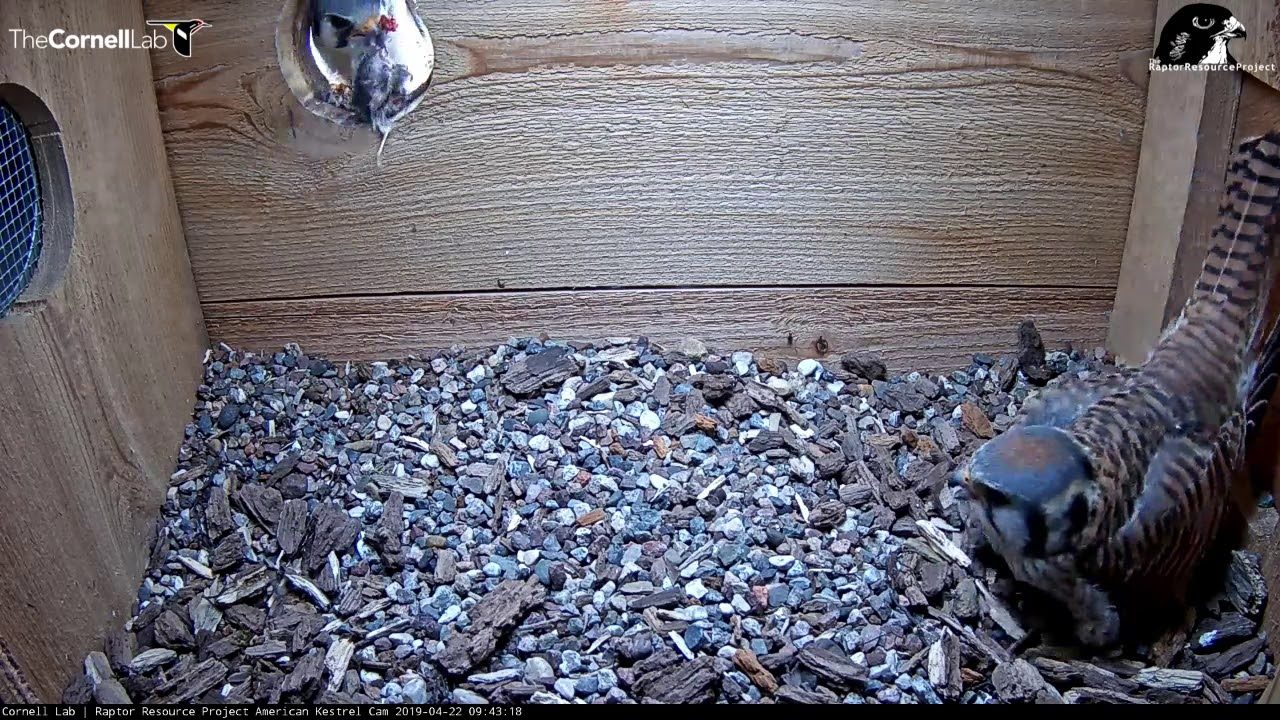 First Peek at Egg #3 During Prey Delivery