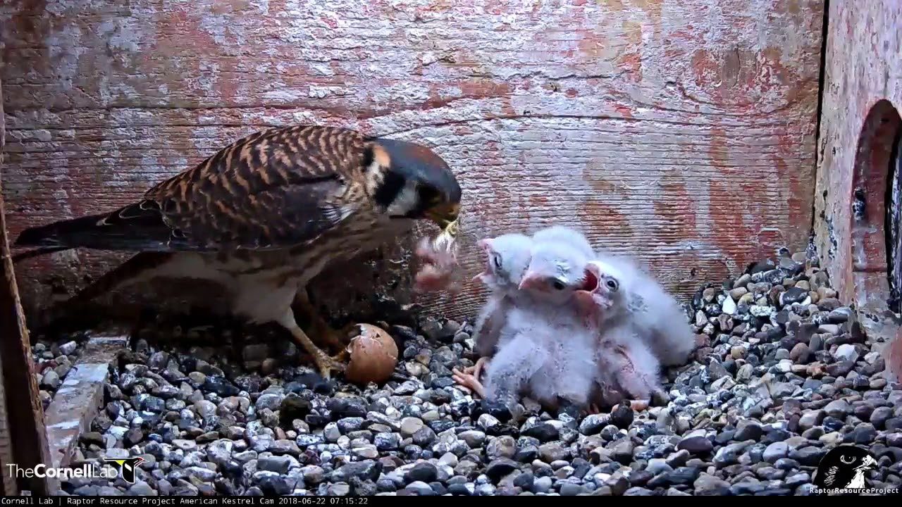 Female Kestrel Feeds Unhatched Egg To Chicks