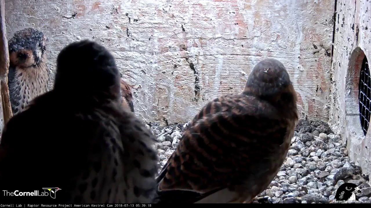 First Two Kestrel Chicks Fledge From The Nest Box
