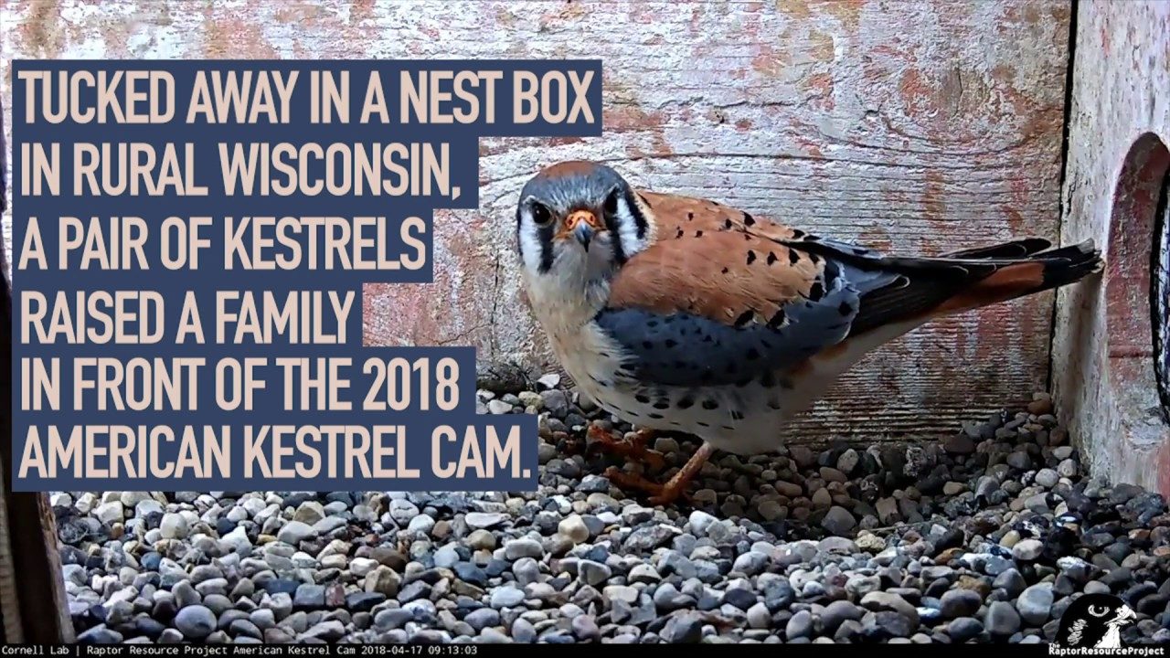 2018 American Kestrel Cam Highlights