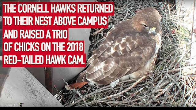 2018 Red-tailed Hawk Cam Season Highlights