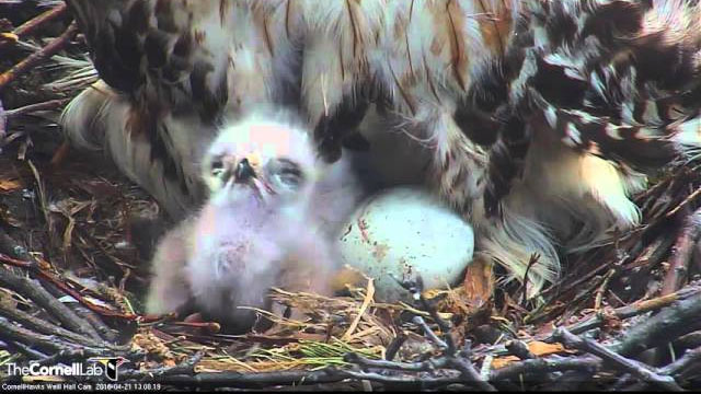 Nestlings "G1" and "G2" Hatch Within 24 Hours