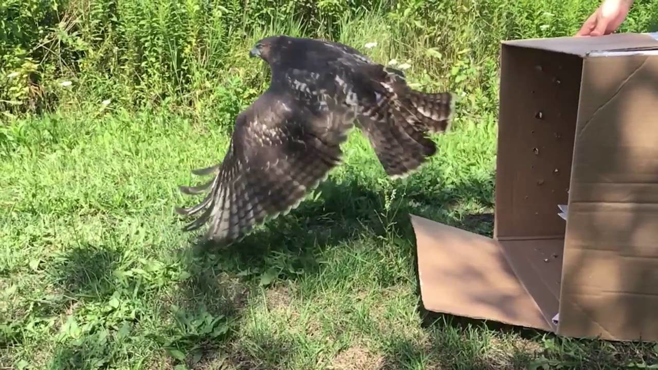 "G1" Returned To The Wild After Rehabilitation