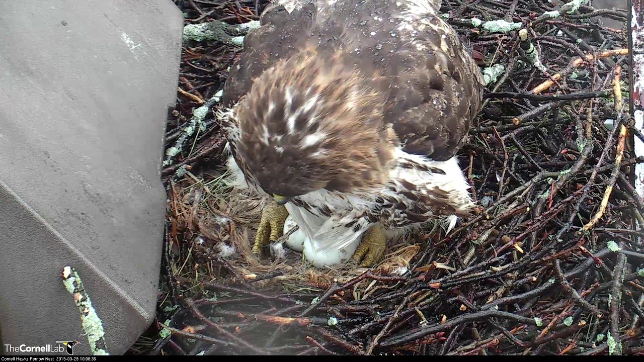 Big Red Lays Egg #3 In Cornell Hawks Nest