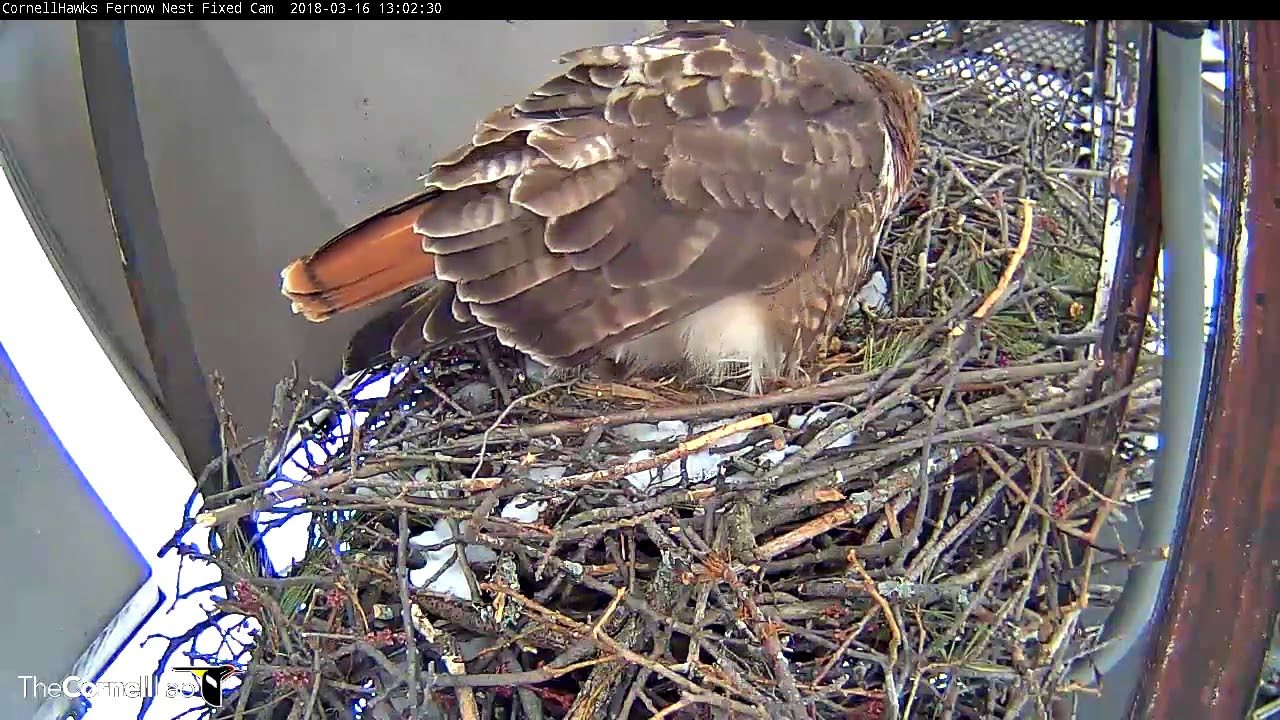 First Egg Laid On Cornell Hawks Cam