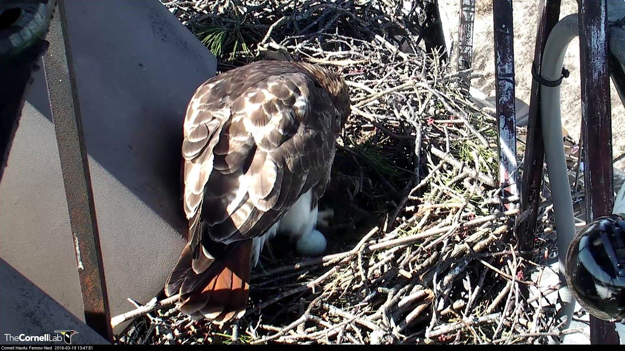 Big Red Lays Second Egg On Red-tailed Hawk Cam