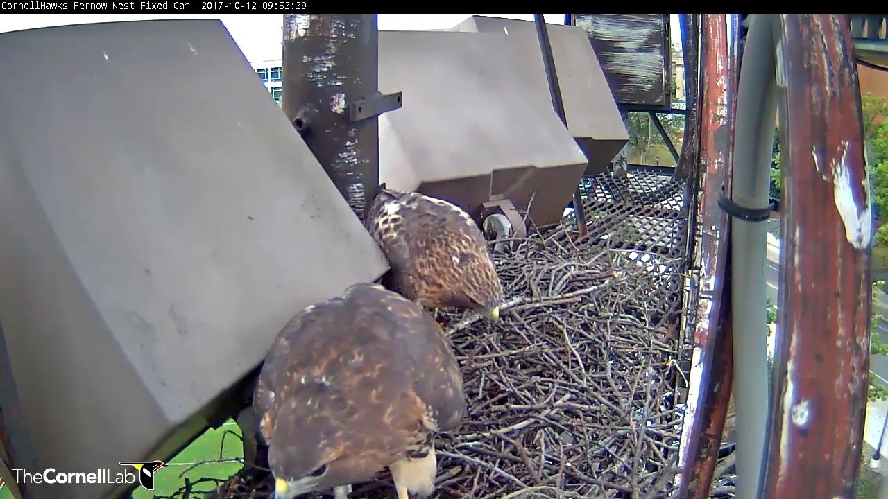 Big Red Spending Time With Young Male Hawk