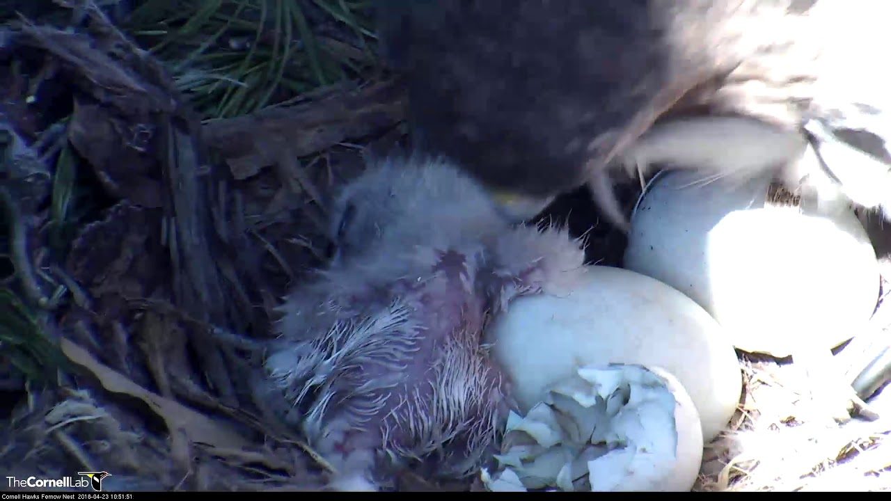 Egg #2 Hatches, Cornell Hawks Have Their First Chick