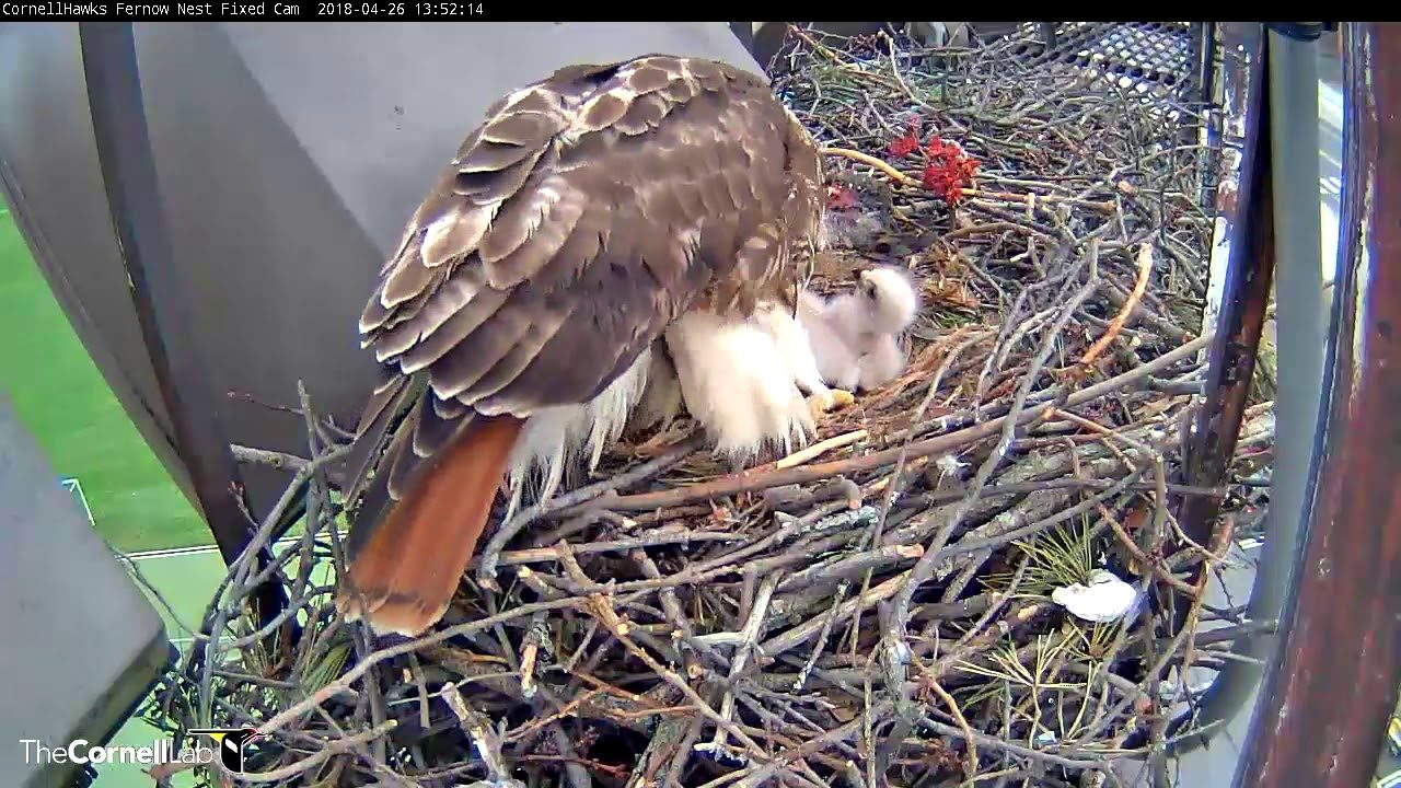 Egg #3 Hatches, Three Chicks In Cornell Hawks Nest