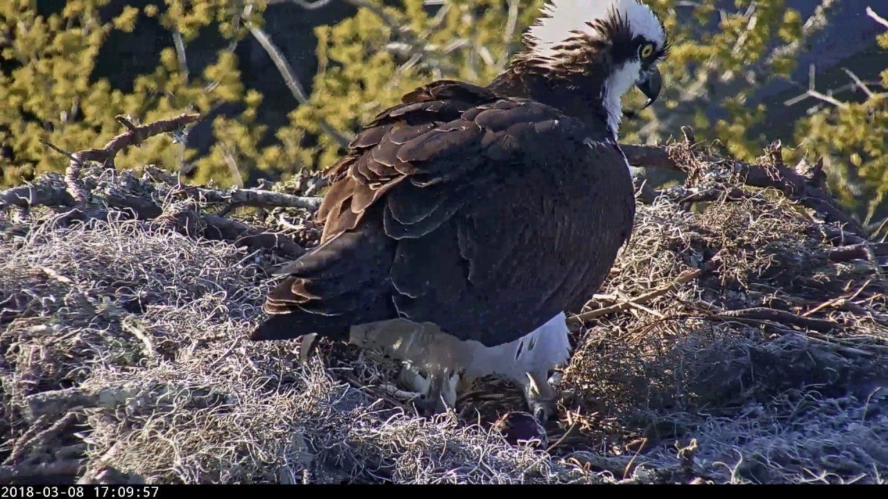First Egg Is Laid At The Savannah Osprey Nest