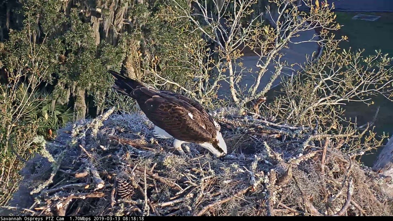 Third Egg Laid In Savannah Osprey Nest