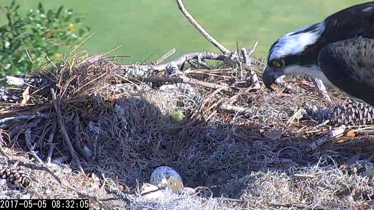 Egg #1 Hatches on Savannah Osprey Cam