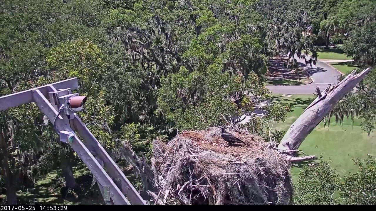 American Crow Scavenges Inviable Eggs in Savannah Nest