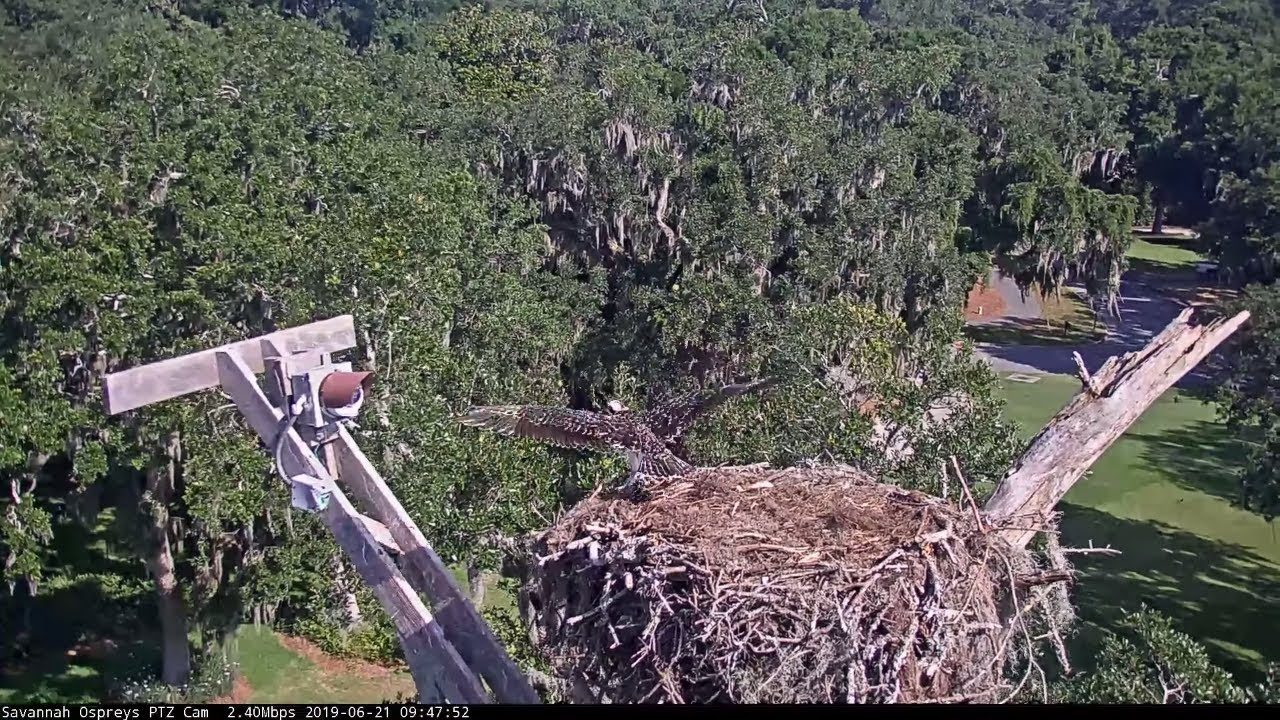 Youngest Osprey Fledges From Savannah Nest