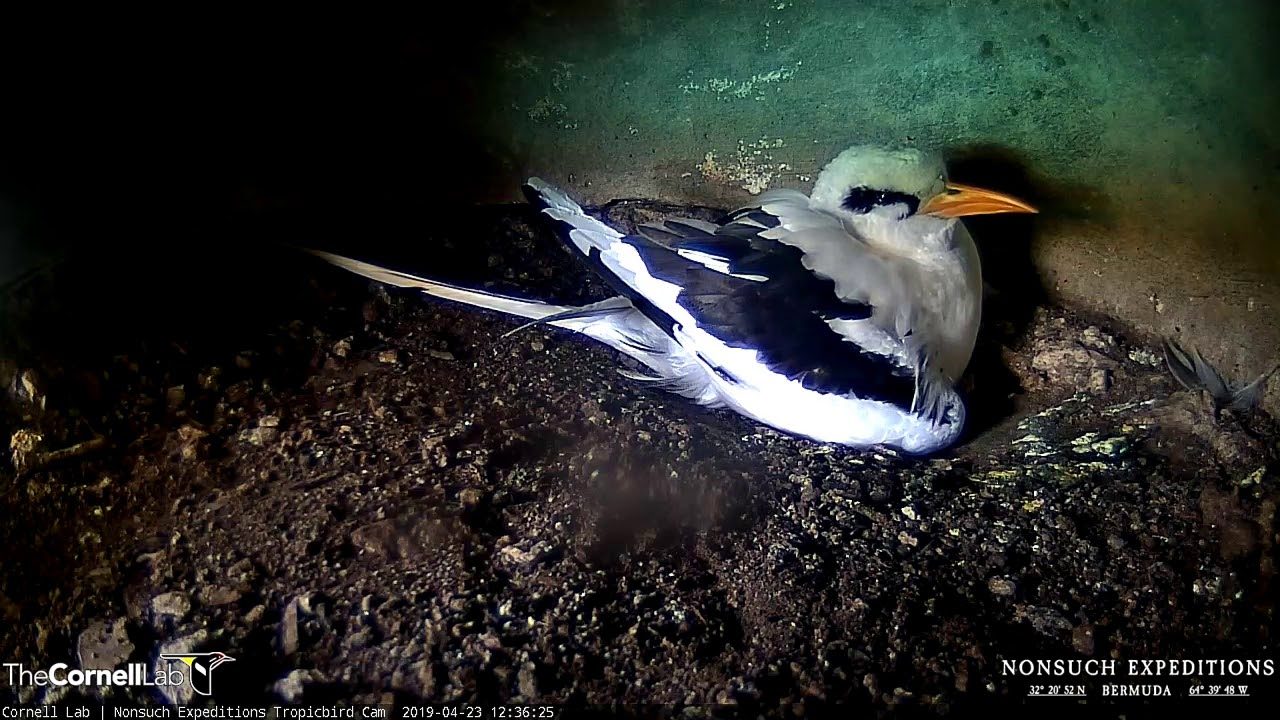 White-tailed Tropicbird Chick Hatches
